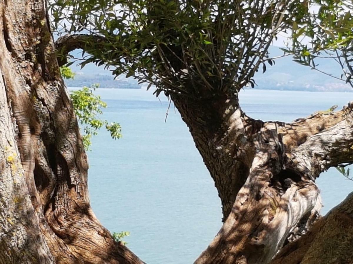 Antica Casa Di Famiglia Ξενοδοχείο Castiglione del Lago Εξωτερικό φωτογραφία